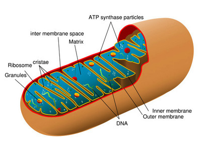 Mitochondria