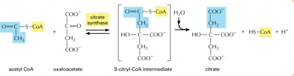 Formation of Citrate 