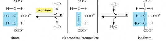 Formation of isocitrate
