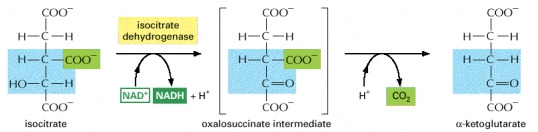 Formation of a-ketoglutarate