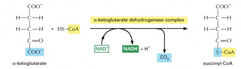 Formation of succinyl-CoA