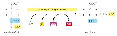 Formation of succinate