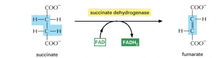 Formation of fumarate