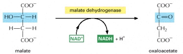 Formation of oxaloacetate