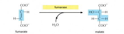 Formation of malate
