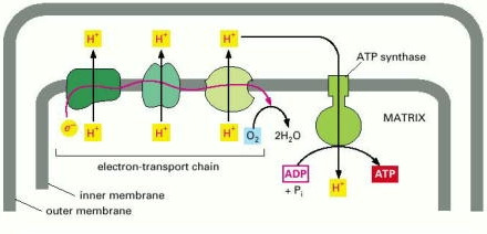Oxidative phosphorylation mechanism