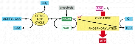 Two linked stages of citric acid cycle and oxidative phosphorylation 